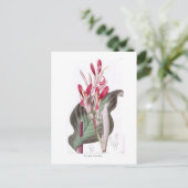 Canna Discolor Postkarte (Stehend Vorderseite)