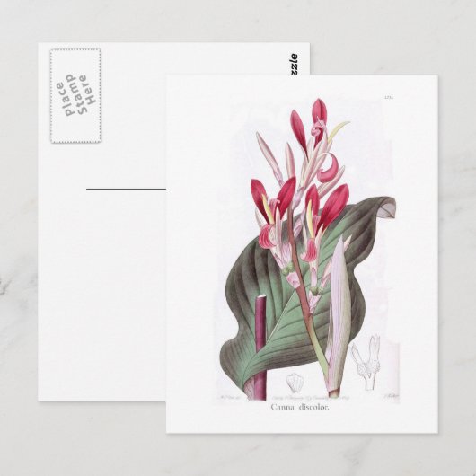 Canna Discolor Postkarte (Vorne/Hinten)