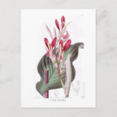 Canna Discolor Postkarte (Vorderseite)