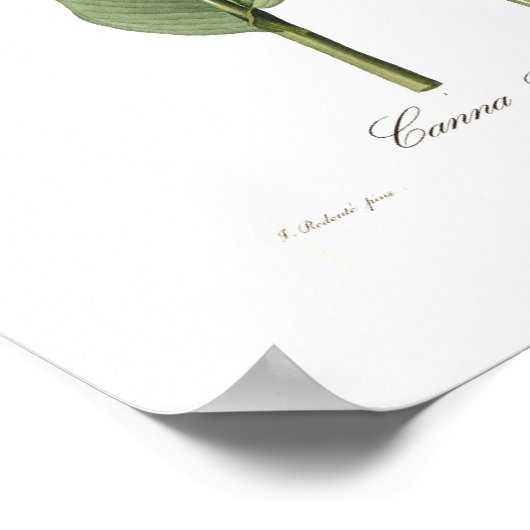 Canna Gigabantea Poster (Ecke)