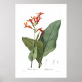 Canna Gigabantea Poster (Vorne)