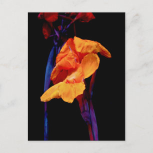Canna Lilies auf Schwarz mit Blau Postkarte