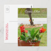 Canna Lilies Blume Postkarte (Vorne/Hinten)