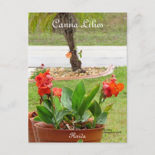 Canna Lilies Blume Postkarte (Vorderseite)