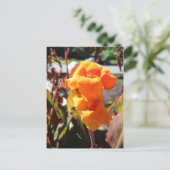 Canna Lily Blume Postkarte (Stehend Vorderseite)