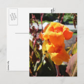 Canna Lily Blume Postkarte (Vorne/Hinten)