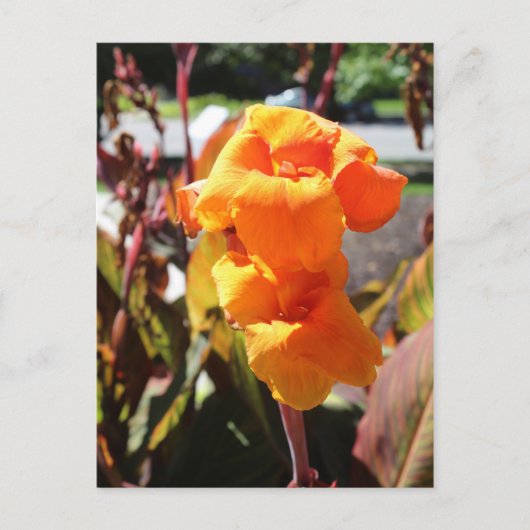 Canna Lily Blume Postkarte (Vorderseite)