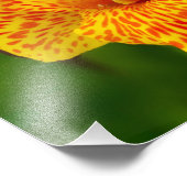 Canna lily fotodruck (Ecke)