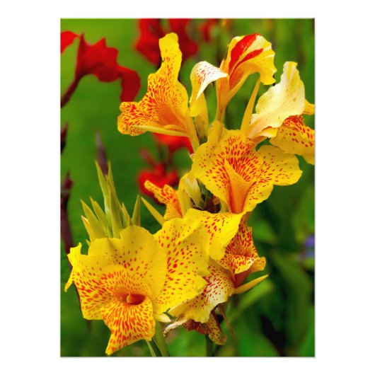 Canna lily fotodruck (Vorne)