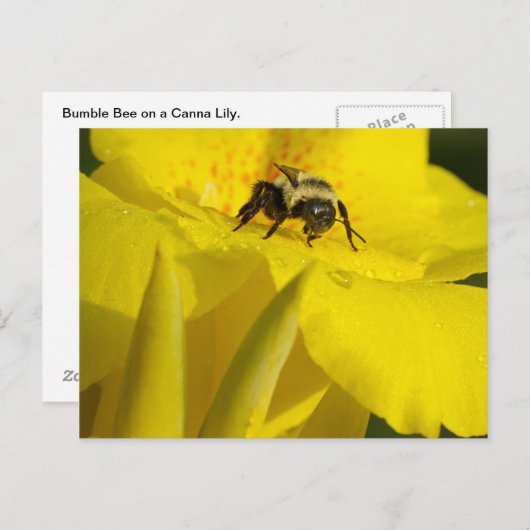 Canna Lily mit Hummel Biene Postkarte (Vorne/Hinten)