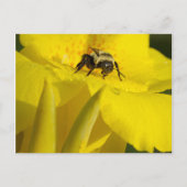 Canna Lily mit Hummel Biene Postkarte (Vorderseite)