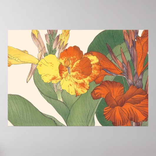 Canna Lily Poster (Vorne)