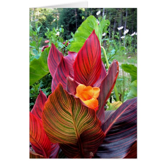 Canna Lily Stripes (Vorne)