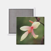 Canna 'Panache' 1 Magnet (Vorderseite/Rückseite)