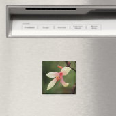 Canna 'Panache' 1 Magnet (In Situ (Geschirrspüler))