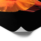 Canna Poster (Ecke)