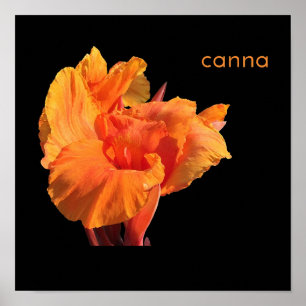 Canna Poster