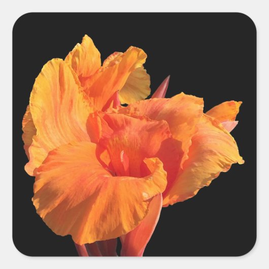 Canna Quadratischer Aufkleber (Vorderseite)