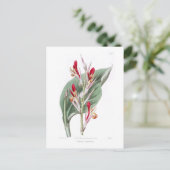 Canna speciosa postkarte (Stehend Vorderseite)
