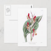 Canna speciosa postkarte (Vorne/Hinten)