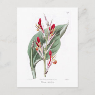 Canna speciosa postkarte