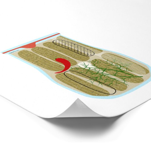 Canning Food - Dill Pickles Poster (Ecke)