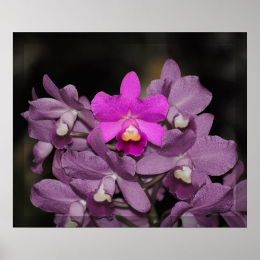 Cannizaro Orchid Art Print -24x20 - oder kleiner Poster (Vorne)