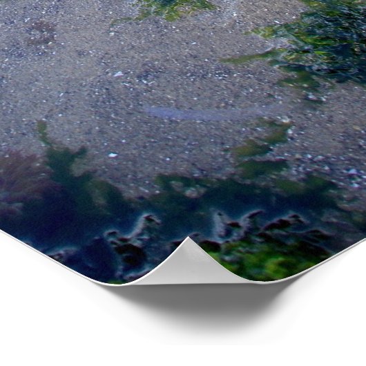 Cannon Beach Haystack Rock Low Tide Oregon Poster (Ecke)