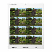 Cannonball Hippo (Vorne)