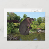 Cannonball Hippo Postkarte (Vorne/Hinten)