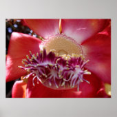 Cannonball Tree Blossom Poster (Vorne)