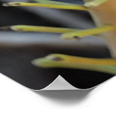 Cannonball Tree Blume Poster (Ecke)