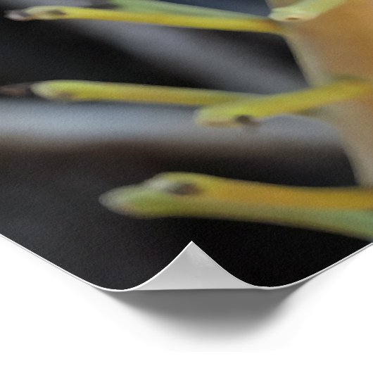 Cannonball Tree Blume Poster (Ecke)