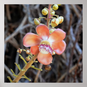 Cannonball Tree Blume Poster