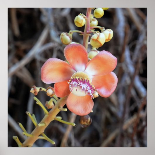 Cannonball Tree Blume Poster (Vorne)