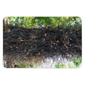 Cannonball Tree Foto Magnet (Horizontal)