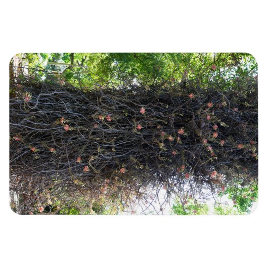 Cannonball Tree Foto Magnet (Horizontal)