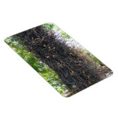 Cannonball Tree Foto Magnet (Rechte Seite)