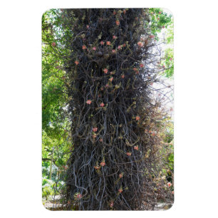 Cannonball Tree Foto Magnet