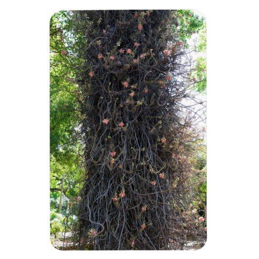Cannonball Tree Foto Magnet (Vertikal)
