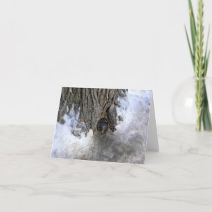 Cannonball Tree, Old Quebec City, Quebec, Kanada Dankeskarte