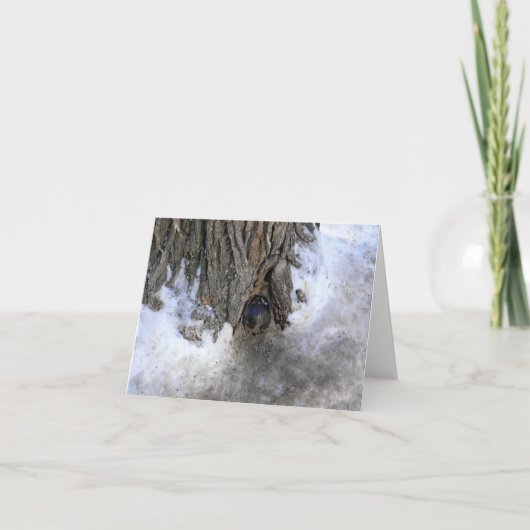 Cannonball Tree, Old Quebec City, Quebec, Kanada Dankeskarte (Vorderseite)