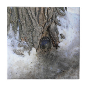 Cannonball Tree, Old Quebec City, Quebec, Kanada Fliese