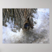 Cannonball Tree, Old Quebec City, Quebec, Kanada Poster (Vorne)