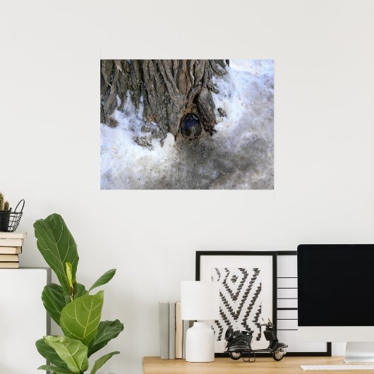 Cannonball Tree, Old Quebec City, Quebec, Kanada Poster (Heimbüro)