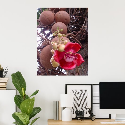 Cannonball Tree Poster (Heimbüro)