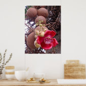 Cannonball Tree Poster (Küche)