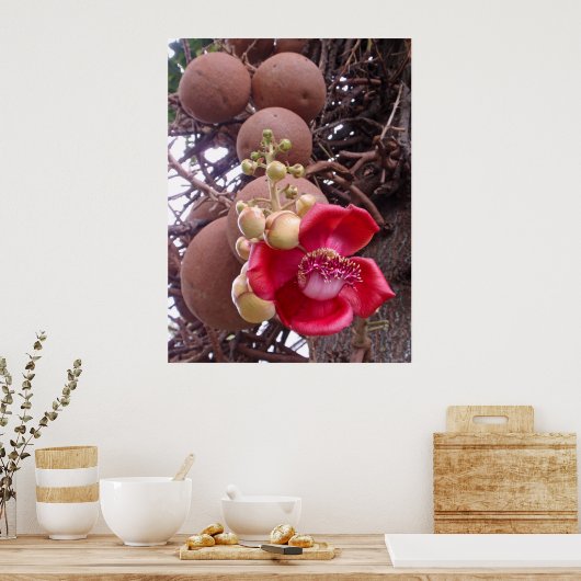 Cannonball Tree Poster (Küche)