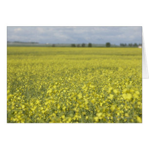 Canola blüht auf dem Feld.