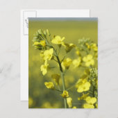 Canola blüht auf dem Feld. 3 Postkarte (Vorne/Hinten)